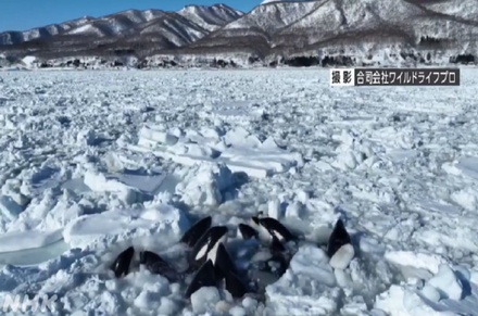 В Японии во льдах оказались заблокированы 12 косаток