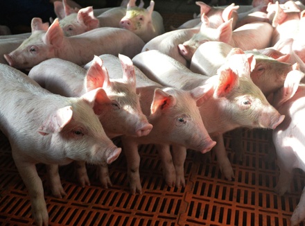Экс-сенатор назвал производство искусственного мяса более опасным, чем животноводство
