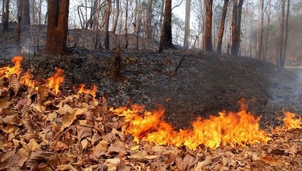 На Урале из-за взрыва на газопроводе загорелся лес