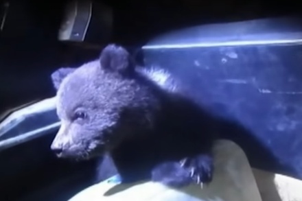 В Коми нашли коробку с двумя медвежатами на дороге