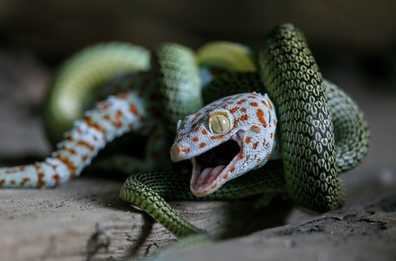 Московские экологи предупредили о пробуждении змей в ближайшие дни