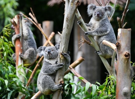 Московский зоопарк начинает «охоту» за коалами