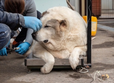 Волонтёры в Химках собрали корм и лекарства для пса с ожирением