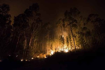 Рослесхоз обвинил власти Сибири в занижении площади лесных пожаров