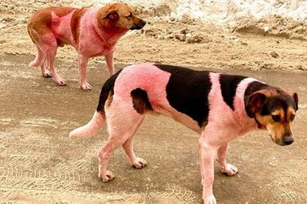 В Подмосковье обнаружили розовых собак
