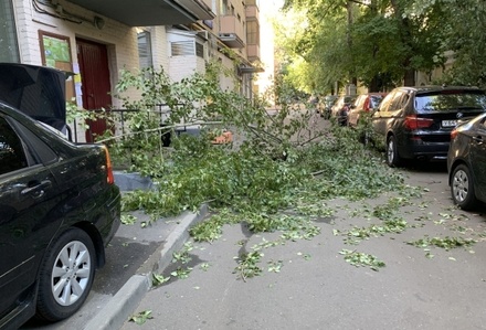 Из-за ветра в Москве упало около десяти деревьев