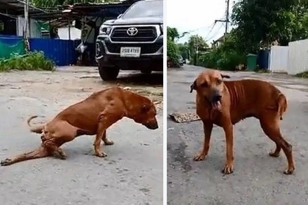 Бездомная собака в Бангкоке притворялась раненой ради еды