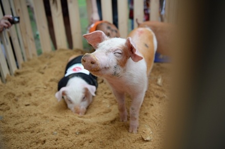 Биологи впервые «оживили» органы свиней спустя час после смерти животных