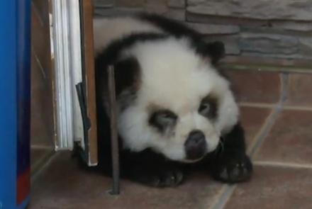 Панда-модель для фотографий с туристами в Сочи оказалась перекрашенным щенком