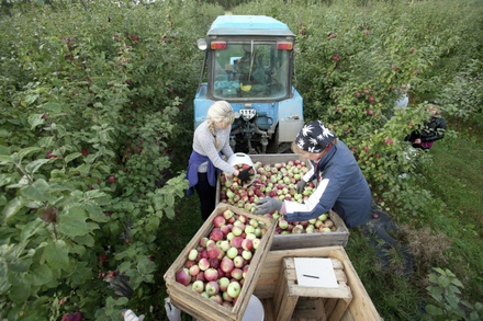 Россия запретила импорт яблок с 31 белорусского предприятия