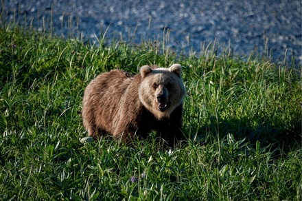 Медведь напал на человека недалеко от посёлка на Колыме