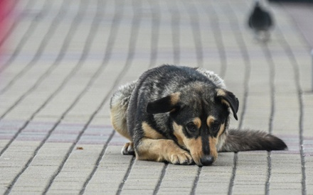 В Госдуме заявили о «феномене догхантерства»: собак массово травят