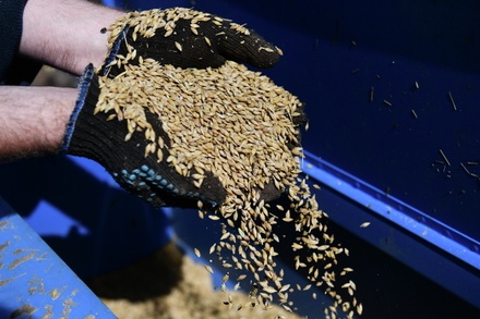 Итальянские аграрии сообщили о снижении мировых цен на зерно