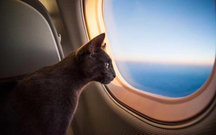 S7 Airlines разрешила перевозить домашних животных на соседнем с хозяином кресле