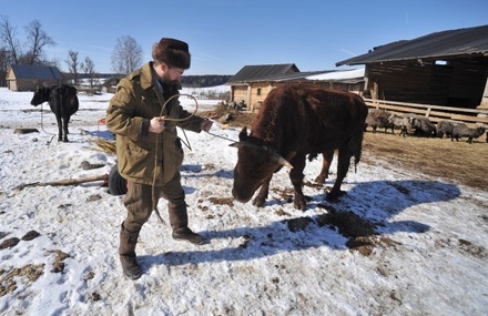 Герман Стерлигов поможет Лужкову в производстве российских сыров