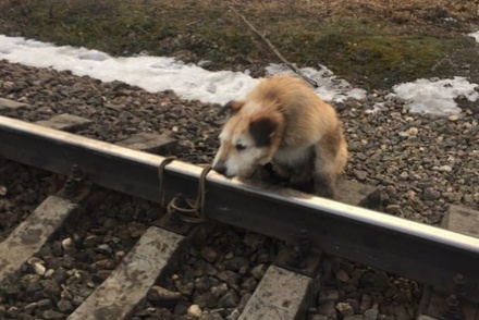 В Ленобласти машинист остановил поезд и спас привязанного к рельсам пса