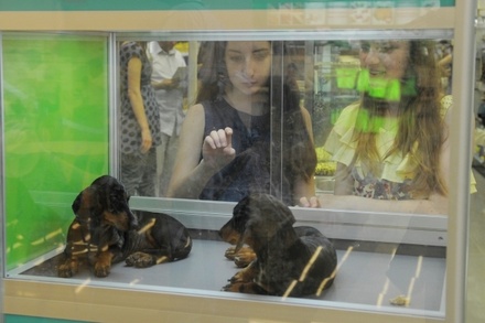 В Госдуме предложили ввести запрет на продажу животных в зоомагазинах и на рынках