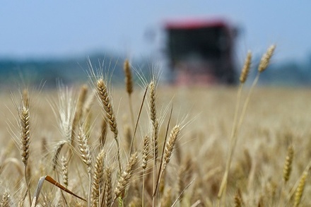 Цена пшеницы обновила максимум за десять месяцев