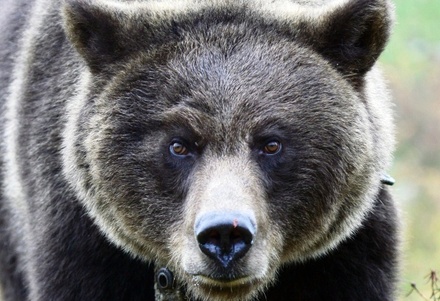 На городской рынок Елизово на Камчатке забрёл медведь