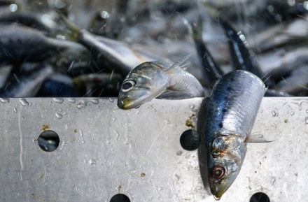 Учёный рассказал о симптомах облучения после употребления в пищу заражённой радиацией рыбы