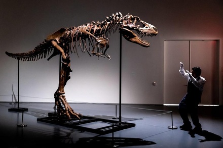 Скелет горгозавра выставлен на аукцион Sotheby's
