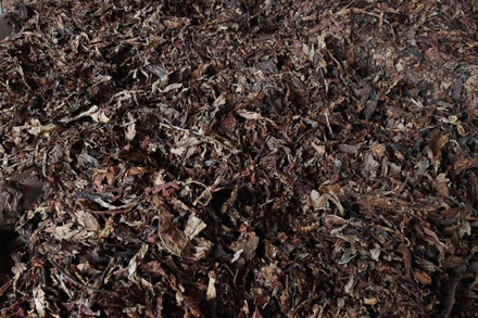 Россельхознадзор отменил временные ограничения на поставки табачного сырья из Бразилии
