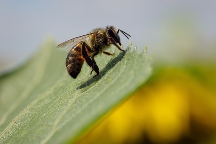 Госдума попросила Генпрокуратуру выяснить причины массовой гибели пчёл