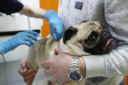 В Совете Федерации предложили ограничить ввоз импортных ветеринарных препаратов