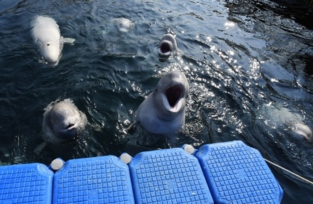 Всех животных из «китовой тюрьмы» решили выпустить в дикую природу
