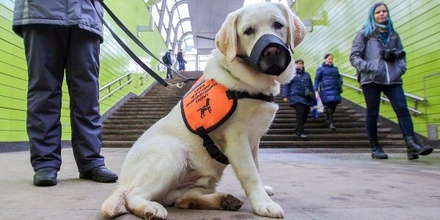 В этом году в московском метро обучат 40 собак-проводников
