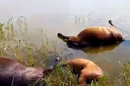 Табун лошадей убило разрядом молнии в Казахстане