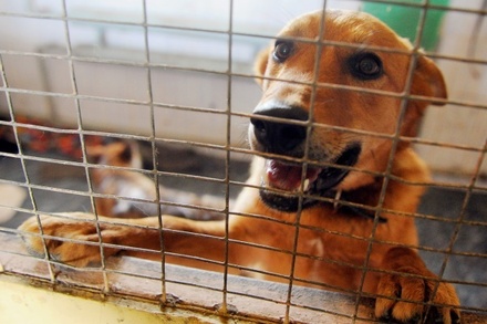 Прокуратура начала проверку по факту жестокого обращения с животными в приюте