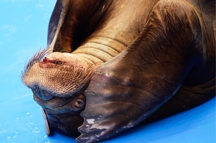 Тренера Приморского океанариума во Владивостоке уволят за избиение моржа