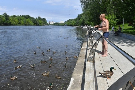 Эколог предостерёг москвичей от купания в прудах с утками
