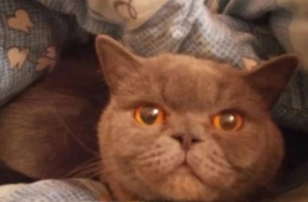 Житель Ростова-на-Дону решил продать кошку за 15 млн рублей