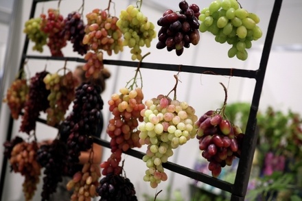 WMEU: виноград продлевает жизнь примерно на пять лет