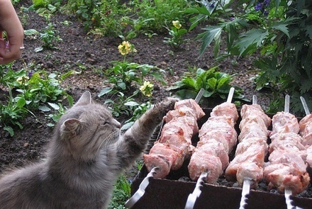Фелинолог призвала россиян не кормить кошек шашлыком на майские праздники