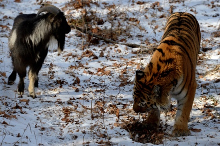 Фильм о дружбе тигра Амура и козла Тимура снимает режиссёр из Южной Кореи