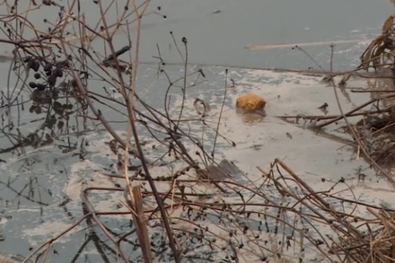 В подмосковсковной реке Жданка обнаружили следы нефтепродуктов
