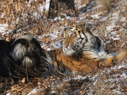 В Приморском Сафари-парке опровергли слухи о том, что тигр Амур съел козла Тимура