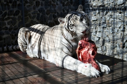 В Госдуме назвали варварством идею скормить одних животных другим в немецком зоопарке 