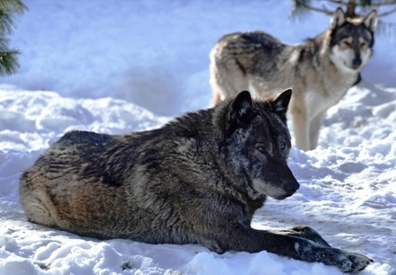 В Калуге началось нашествие волков