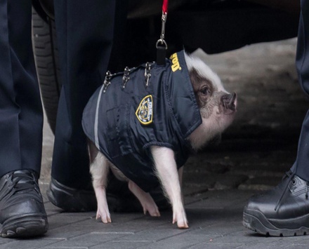 Во ФСИН разъяснили информацию о закупке свиней-ищеек