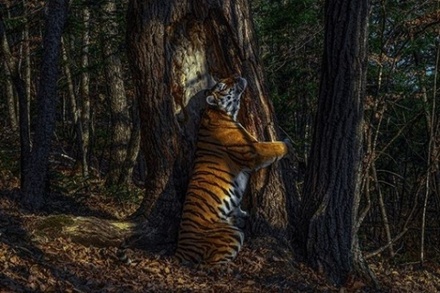 Российский фотограф получил престижную премию за снимок обнимающего дерево тигра