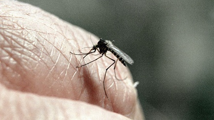 В Мосприроде предупредили о нашествии комаров в столице