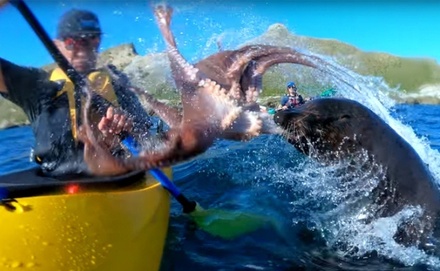 В Новой Зеландии тюлень ударил каякера осьминогом