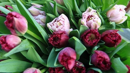 В Сыктывкаре осуждённые вырастили к 8 Марта 4 тысячи тюльпанов