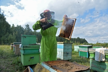 Пчеловоды частично признали вину за массовую гибель пчёл летом 2019 года