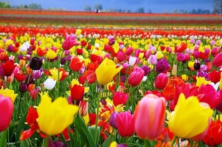 В Калмыкии открылся фестиваль тюльпанов