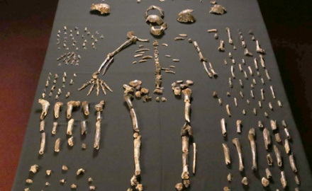 Ученые не исключают, что найденные в Африке останки не принадлежат предкам людей 